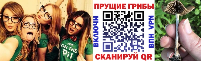 Купить где  Шумерля  Псилоцибиновые грибы Psilocybe 